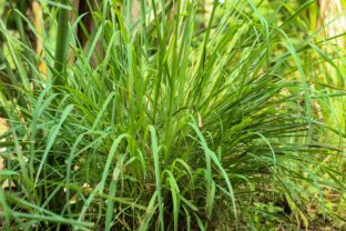 voňatka citrónová