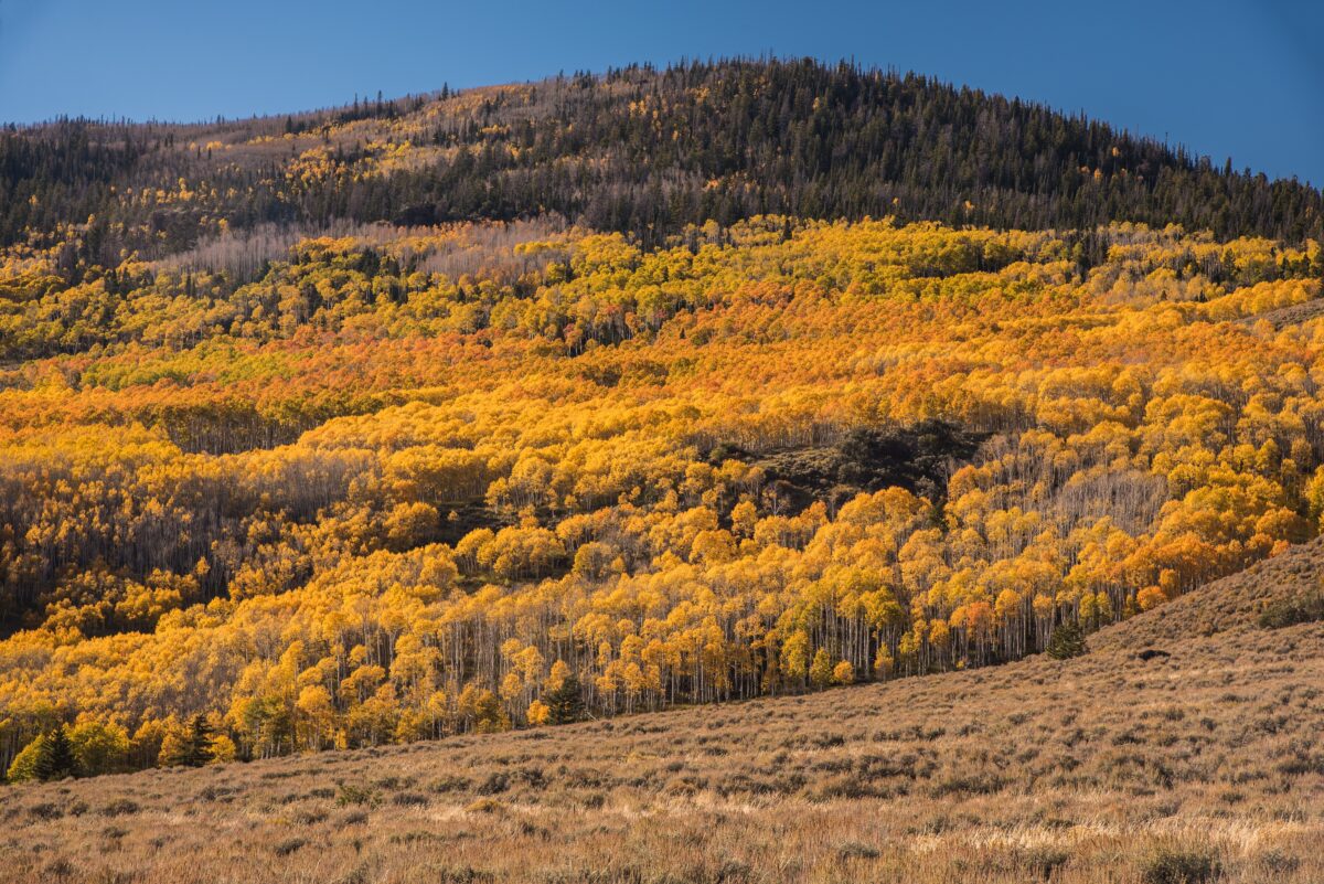 les Pando