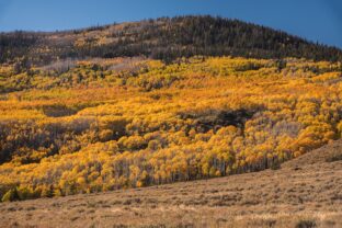 les Pando