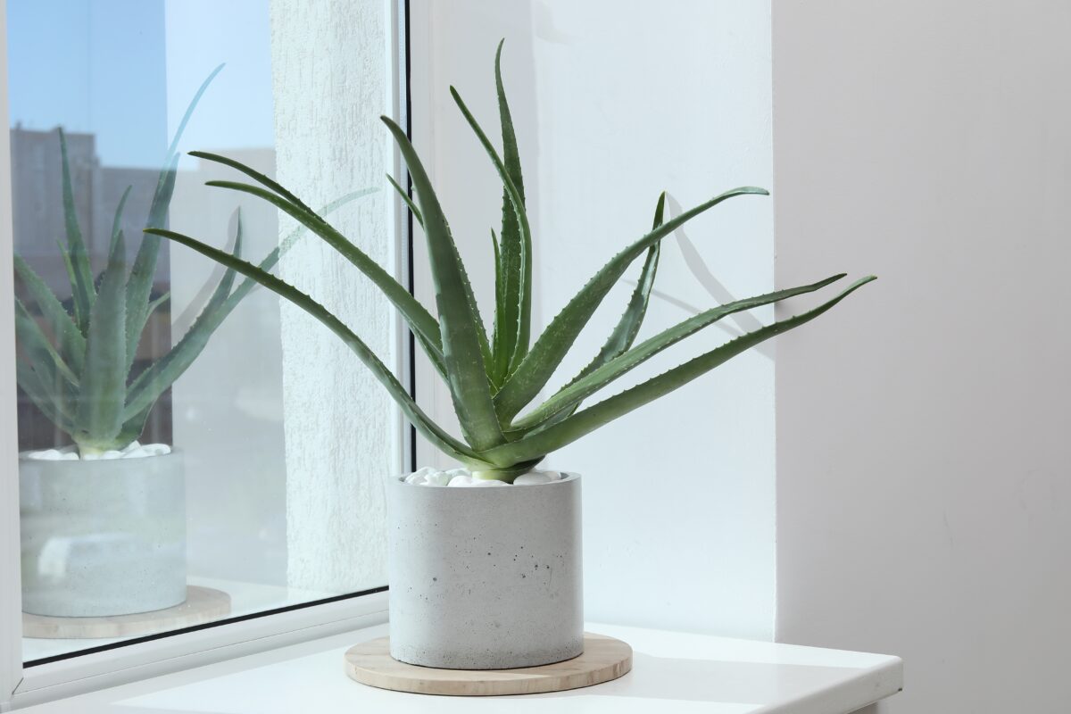 aloe vera