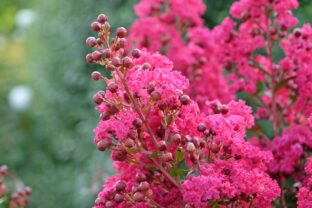 Lagerstroemia
