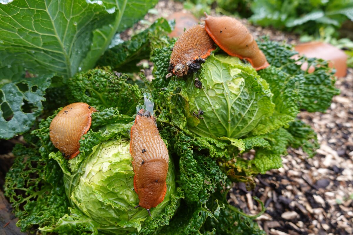 slimáky na záhrade