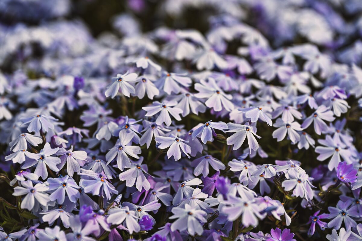 flox
