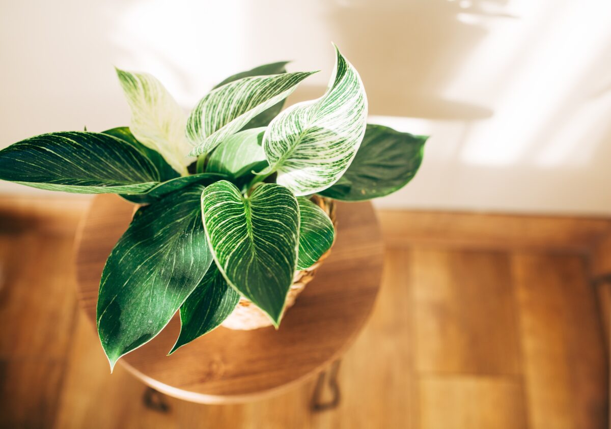 filodendron
