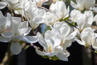 Magnolia