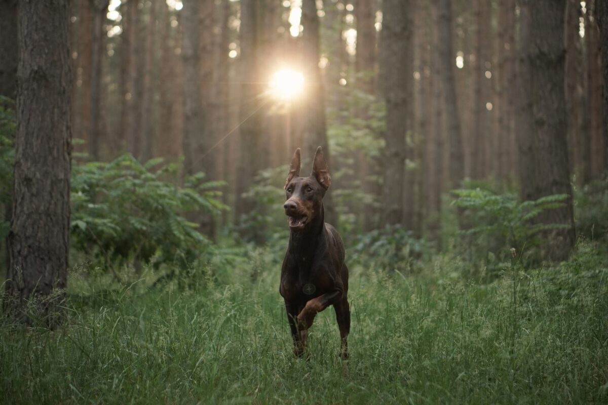 Doberman