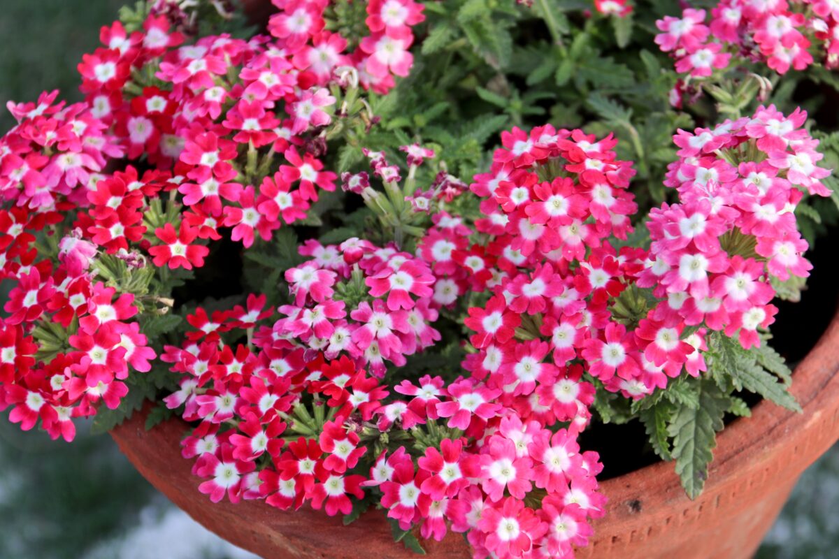 verbena
