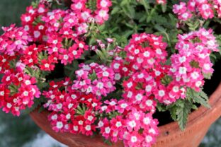 verbena