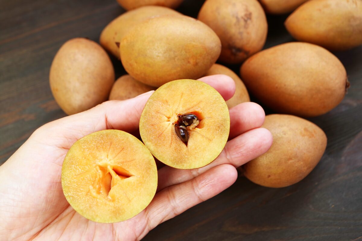 sapodilla