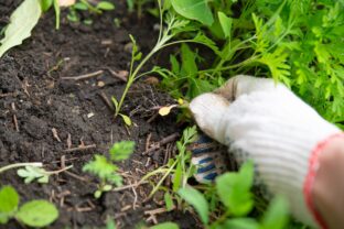 odstraňovanie buriny