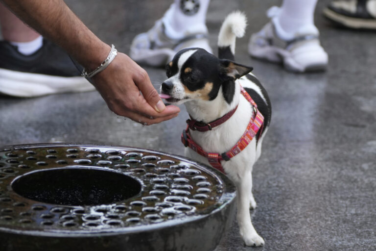 pes voda fontána mesto