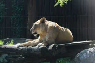 ZOO Bratislava, levica Jawa