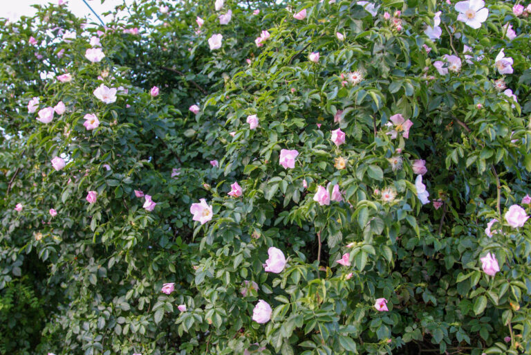 Predzáhradky na sídliskách majú potenciál meniť nielen okolie, ale aj vzťahy medzi ľuďmi.