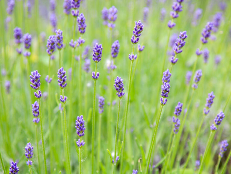Predzáhradky na sídliskách majú potenciál meniť nielen okolie, ale aj vzťahy medzi ľuďmi.