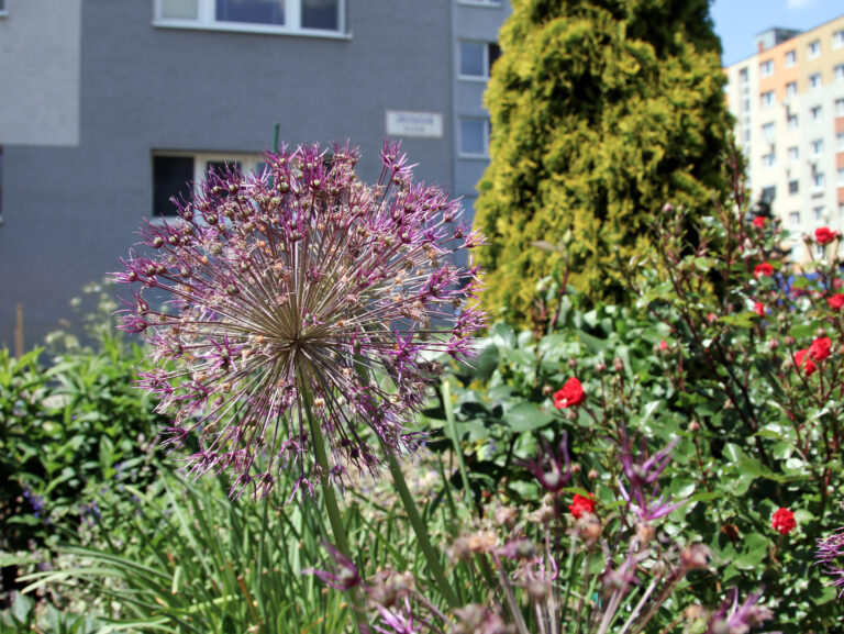 Predzáhradky na sídliskách majú potenciál meniť nielen okolie, ale aj vzťahy medzi ľuďmi.