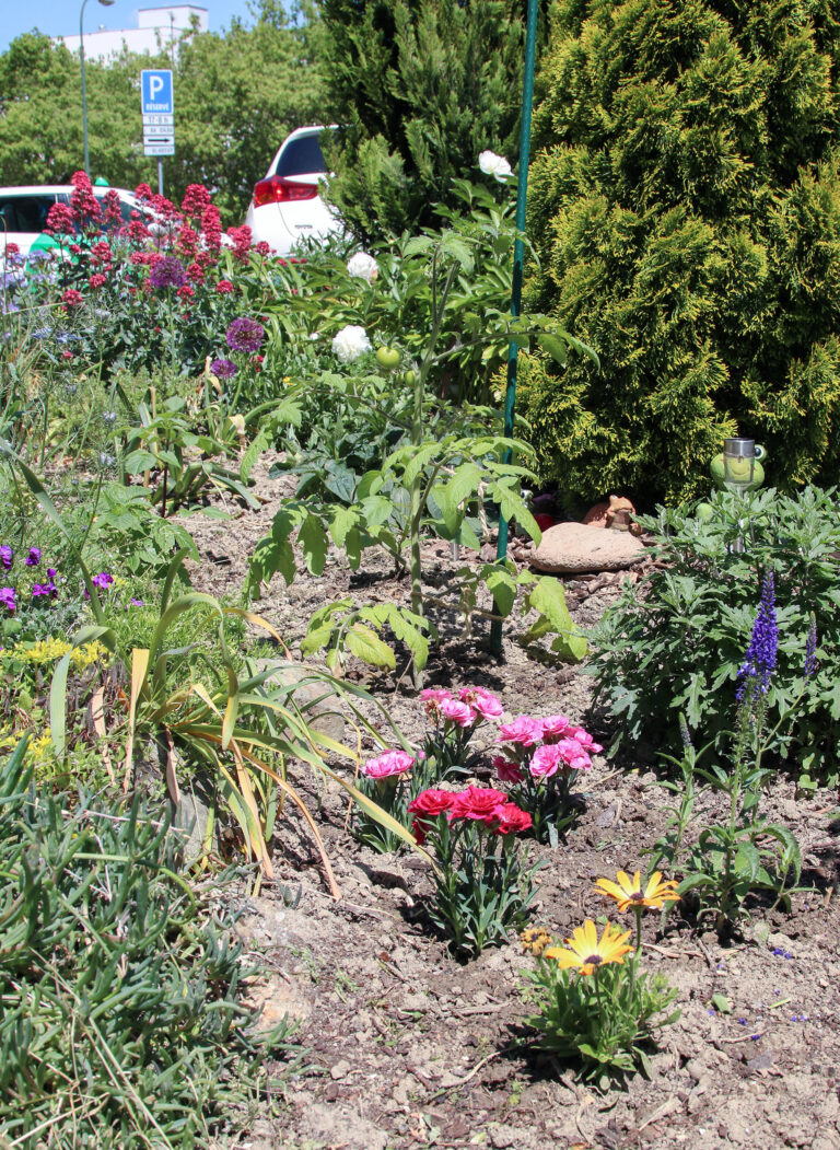 Predzáhradky na sídliskách majú potenciál meniť nielen okolie, ale aj vzťahy medzi ľuďmi.