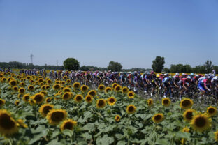Tour de France cyklisti slnečnice preteky