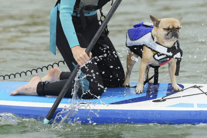 pes paddleboard veslo osoba more voda surf
