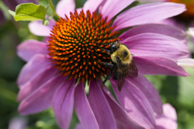 čmeliak echinacea