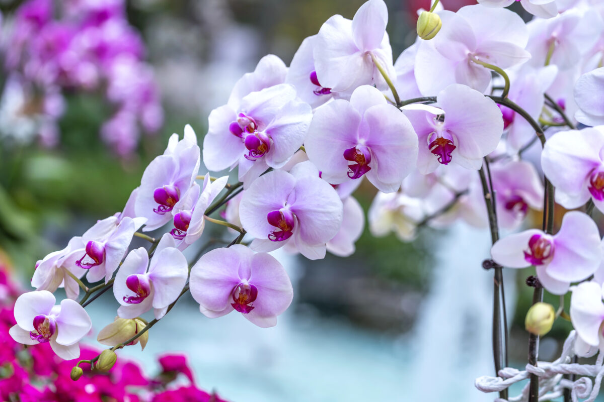 orchidea