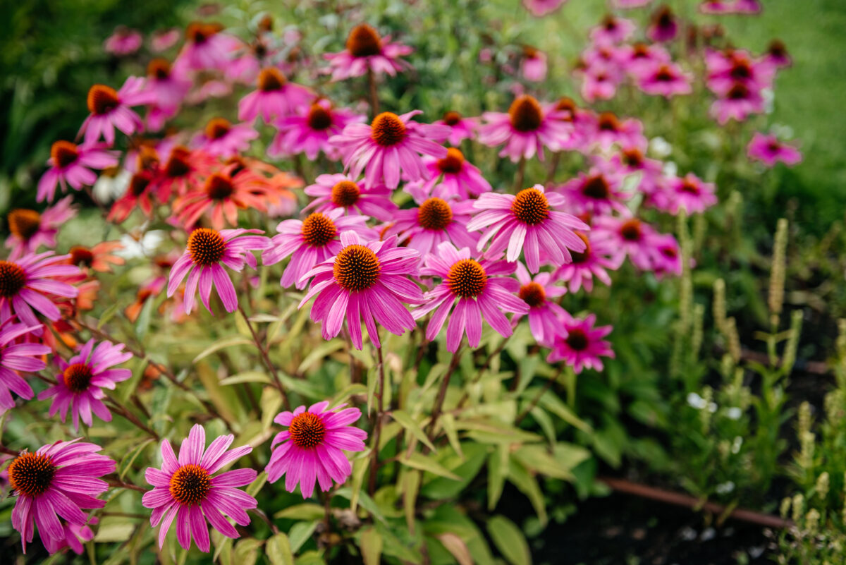 echinacea