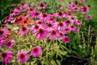 echinacea