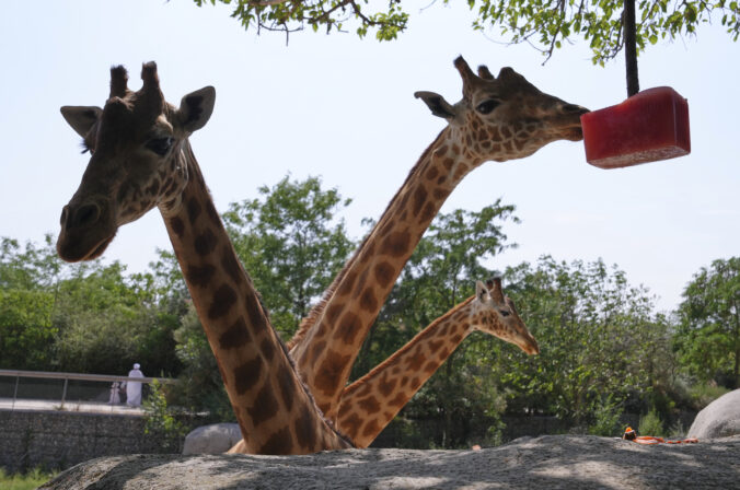 žirafa melón zoo