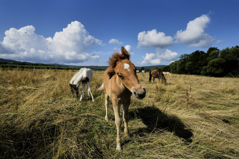 žriebä kôň lúka