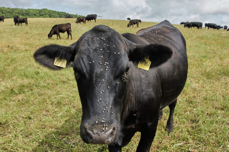 krava dobytok paša tráva pastva