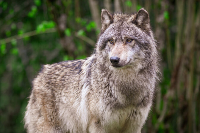 Grey Wolf Waiting And Looking, Photography Taken In The Forest
