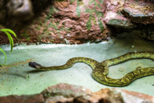 A mottled snake glides across a terrariumâs rocky floor, revealing cryptic scales, a watchful stance, and the subtle allure of reptilian camouflage
