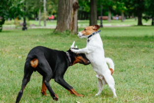 Jack Russell Terrier dog playing with playful Doberman Pinscher puppy at park