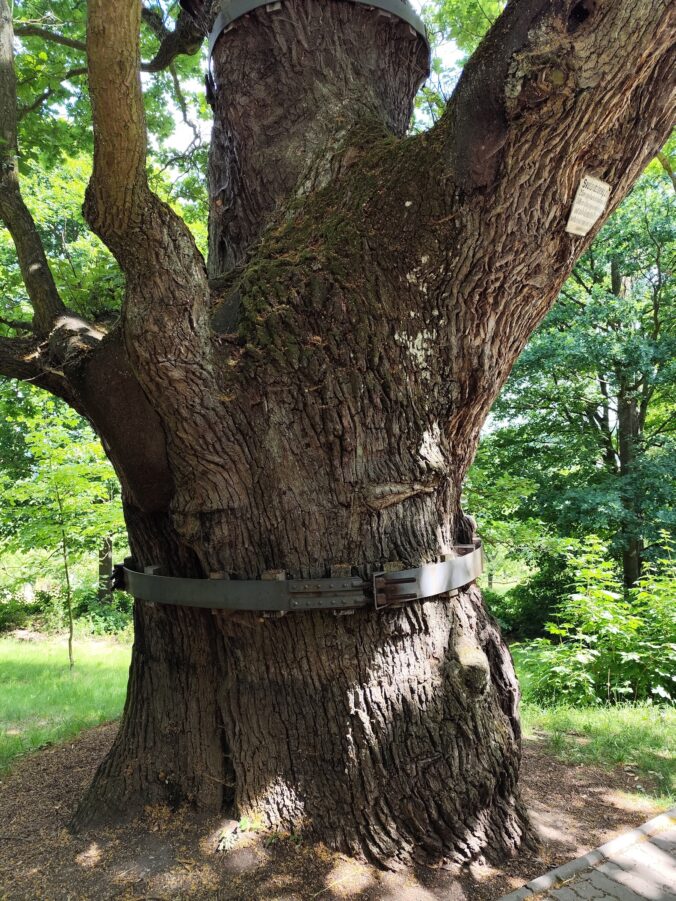 Svätováclavský dub – pamätný strom, ktorý je starší než samotná bazilika (má zhruba 400 rokov).