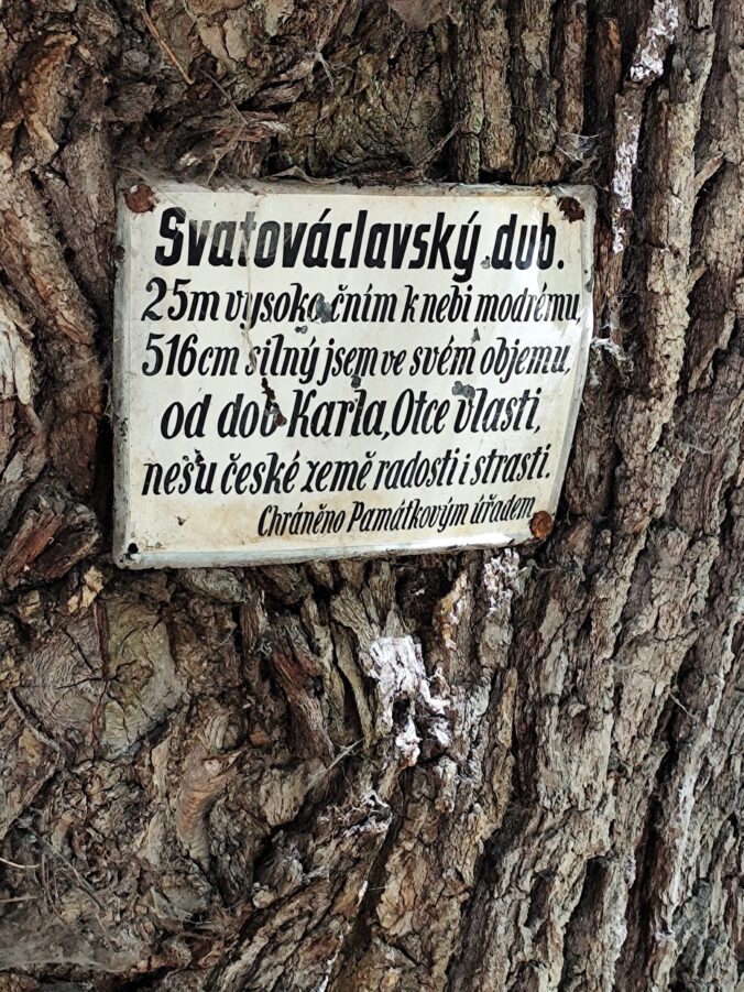 Svätováclavský dub – pamätný strom, ktorý je starší než samotná bazilika (má zhruba 400 rokov).