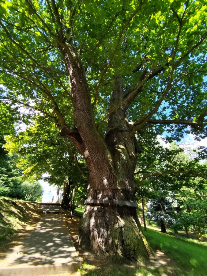 Svätováclavský dub – pamätný strom, ktorý je starší než samotná bazilika (má zhruba 400 rokov).