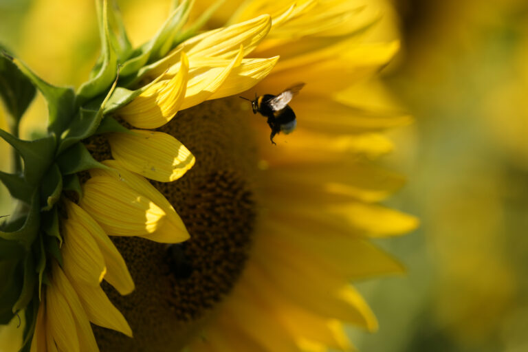 hmyz včela slnečnica