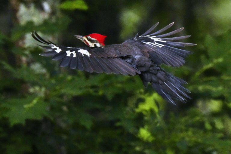 Ďateľ chochlatý let vták