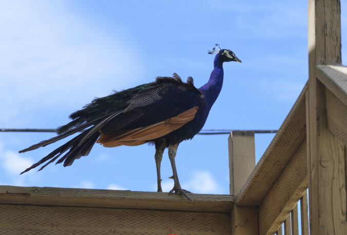 páv