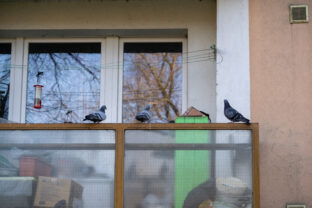 holuby na balkóne