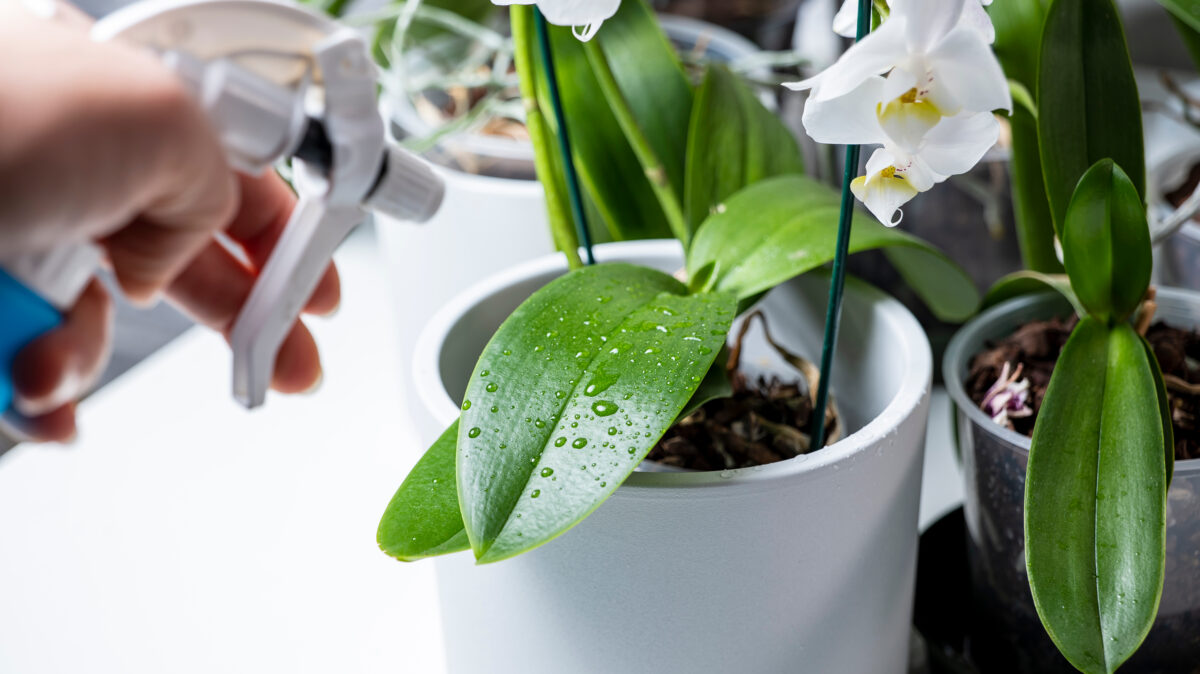 Orchidea