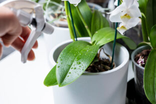 Orchidea