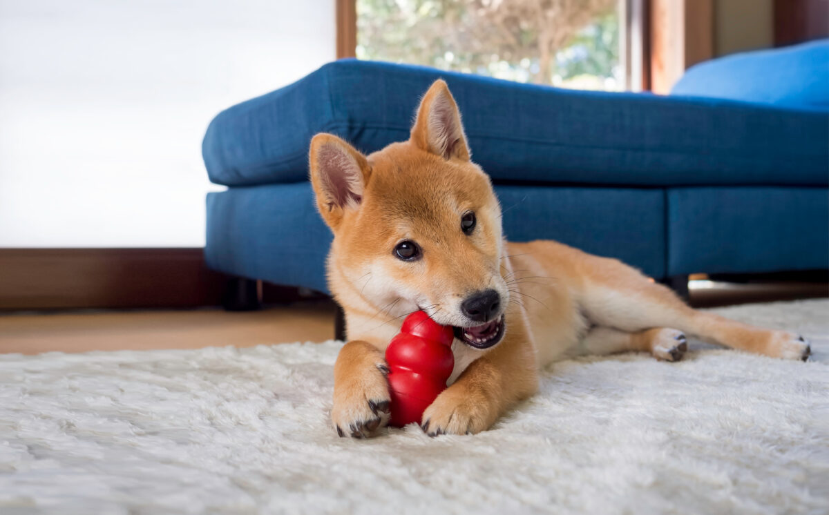 Shiba Inu