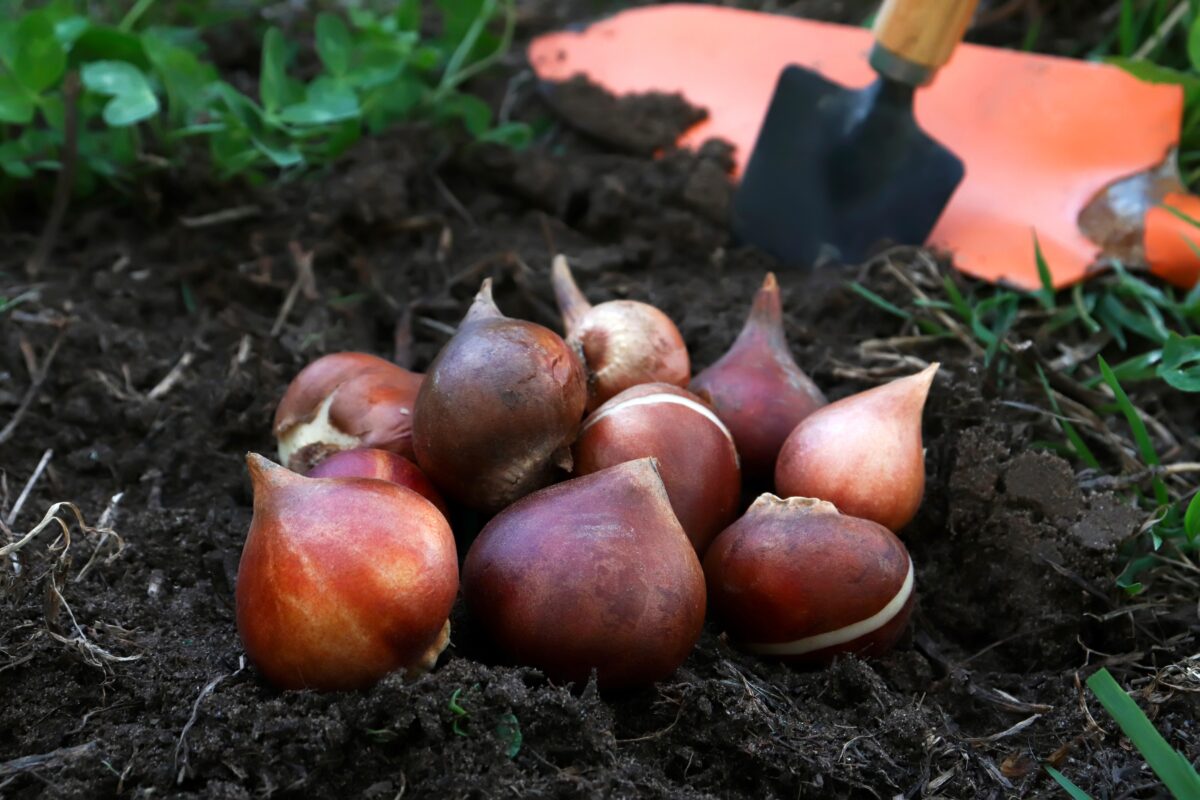 cibule z tulipánov