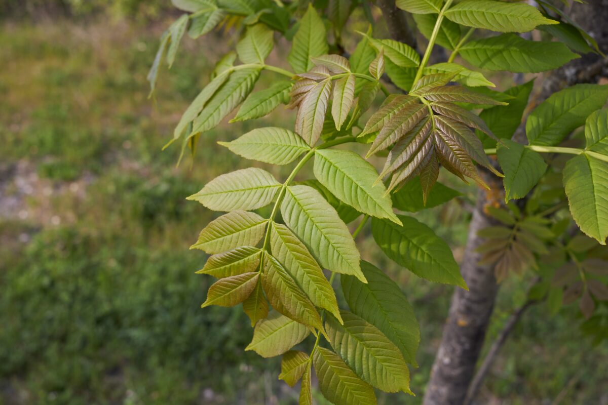 Fraxinus excelsior
