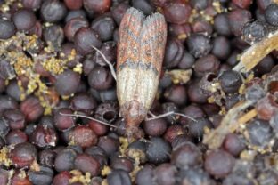 Potravinové mole