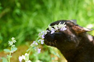 nepeta cataria