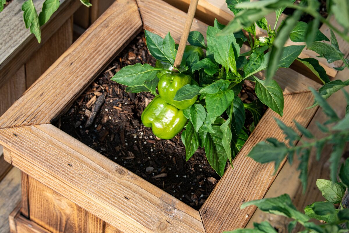 paprika