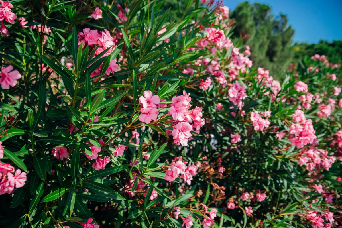 oleander