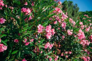 oleander