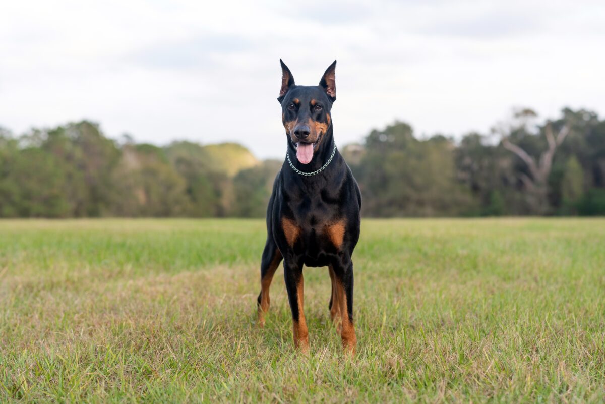 Doberman